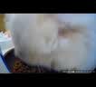 小佩宠物AI智能自动喂食器可视版2 定时定量 猫脸识别(支持鸿蒙智联) 实拍图