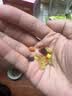 疯狂小狗宠物狗狗零食冻干水果蔬菜粒拌饭泰迪金毛全犬通用  每日果蔬255g 实拍图