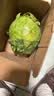 山东新鲜甘蓝包菜卷心菜圆白菜新鲜嫩绿莲花白现摘现发早餐减脂 新鲜包菜 2.8斤净重 人工挑拣 实拍图