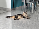 素力高（SolidGold）猫粮金素鸡 成猫幼猫进口高蛋白15磅/6.8kg 实拍图
