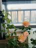 果汁阳台月季花苗四季开花卉盆栽绿植物室内花易活玫瑰带花苞庭院 果汁阳台【大花浓香，月月开分枝多】 【带花苞】【盆口径15cm】原盆冠25高35 实拍图
