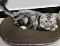【京东物流】猫抓板磨爪猫窝一体耐磨不掉屑超大号猫玩具猫咪用品 椭圆巨无霸+猫薄荷 实拍图