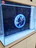 森森（SUNSUN）大型鱼缸底过滤水族箱客厅家用落地玻璃生态金鱼缸 【实时温显+灯控】珍珠白 1米长35cm宽 实拍图