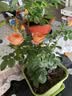 果汁阳台月季花苗四季开花卉盆栽绿植物室内花易活玫瑰带花苞庭院 果汁阳台【大花浓香，月月开分枝多】 【带花苞】【盆口径15cm】原盆冠25高35 实拍图