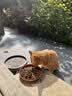 京七猫粮5斤成猫粮鱼肉海洋鱼口味成猫专用全价天然爱心流浪救助2.5kg 实拍图