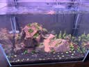 尼特利（NETLEA）水草基肥缓释肥水草肥料水藻根肥鱼缸水族草缸专用综合底肥 基肥120g(分装) 实拍图