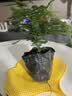 文竹盆栽绿植花卉盆景植物室内客厅水培文松云竹文竹大苗四季常青 小文竹【1颗】原盆原土球发货 高度15-25cm 实拍图
