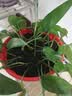 思威博营养土种菜土花土通用型有机种花养花土壤种植土泥土绿植盆栽泥炭 20斤有机通用营养土 实拍图