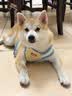 皇家狗粮 柴犬幼犬狗粮 犬粮 宠物小型犬 SIJ29 全价犬粮 2-10月 3KG 实拍图