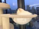 兽牌森林猫爬架大型猫树猫窝一体豪华剑麻猫架太空舱缅因大猫四季适用 森林【经典款】 实拍图