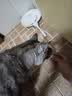 猫乐适乐味多泰国进口猫罐头宠物猫粮成猫幼猫猫咪湿粮猫零食 乐味多85g*12 实拍图
