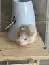 CARNO PET PRODUCTS卡诺仓鼠水樽款饮水壶金丝熊喝水防漏支架滚珠喂水器 奶油蓝80ml 实拍图