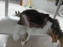 鲜朗低温烘焙猫粮 禽肉配方幼猫成猫奶糕无谷全价猫粮鲜郎 【禽肉配方】猫粮8kg(2kg*4) 实拍图