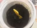 五谷磨房黑芝麻糊五黑粉无糖核桃芝麻黑豆粉代餐粉600g 实拍图