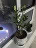 史丹利赤玉土颗粒硬质小粒盆景专用铺面石扦插整包大包装5斤 实拍图