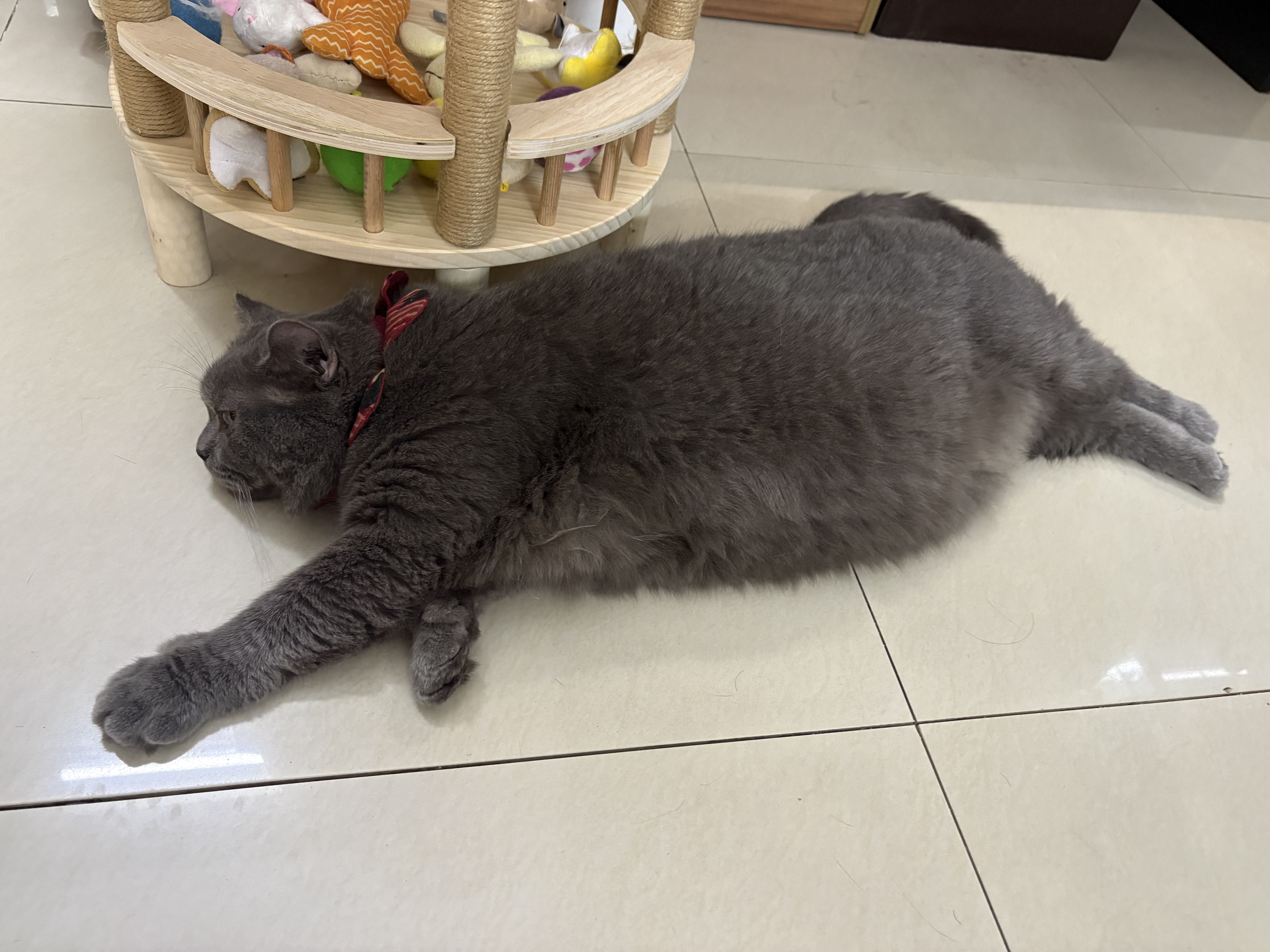 希宝（Sheba）小魔勺幼年期成年期猫宠物零食含香嫩鸡肉鲣鱼巴丁鱼配方10g*32勺 实拍图