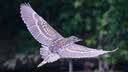 腾龙（Tamron）A057Z 150-500mm F/5-6.7 Di III VC VXD防抖 拍鸟体育超长焦尼康全画幅微单镜头(尼康Z卡口) 实拍图