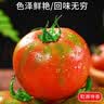 京地达山东铁皮草莓西红柿净重4.5斤单果50g起 水果番茄  源头直发包邮 实拍图