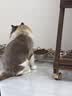 皇家猫粮 幼猫猫粮K36-适用于12月龄50g*3 实拍图