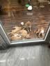 皇家猫粮 成猫猫粮 户外成猫 O30 通用粮 12月以上 4KG 实拍图