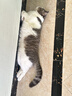 pidan猫砂 豆腐猫砂2.4kg*6包强力吸臭纯猫砂 可冲厕所非膨润土砂 实拍图