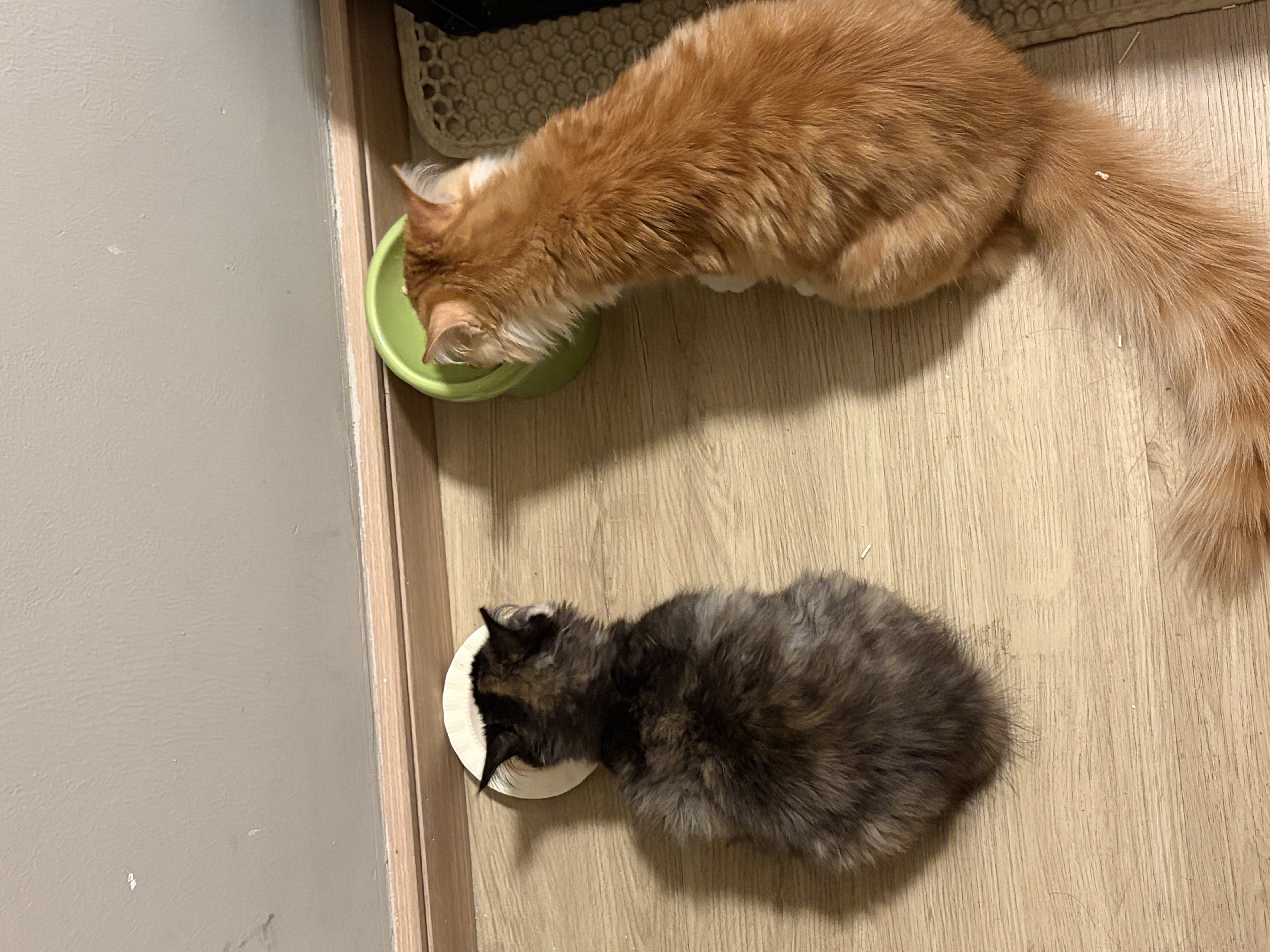 领先成猫尝鲜礼包主食级烘焙猫粮猫条餐盒汤包（新老款随机发货） 实拍图