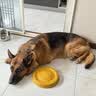 麦富迪狗粮 无谷牛肉双拼狗粮成犬中大型犬专用强健骨骼15kg/30斤 实拍图