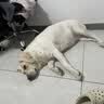 鲜粮说鸭肉梨冻干狗粮幼犬小型犬中大型犬金毛边牧泰迪比熊柯基泰迪4.5k 实拍图