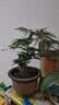 文竹盆栽绿植花卉盆景植物室内客厅水培文松云竹文竹大苗四季常青 小文竹【1颗】原盆原土球发货 高度15-25cm 实拍图