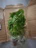 铜钱草水培植物室内办公室桌面盆栽花卉四季常青绿植净化空气懒人 铜钱草带叶子特惠款51-70根+营养液【1份】 不含盆 实拍图