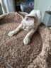 兽牌云端实木猫爬架小户型猫架带窝猫咪抓柱猫架子猫树猫窝猫抓板一体 小树屋【实木柱+大窝】 实拍图