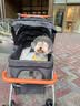 宠物推车狗狗猫咪犬轻便可折叠车包分离外出手推车遛狗小型老年犬 P6Y黑色（把手可调节）+餐盘 实拍图