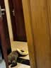 华元宠具（hoopet）狗狗伊丽莎白圈项圈小型犬宠物猫咪颈圈脖圈头套猫伊利沙白圈头罩 实拍图