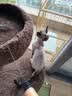 兽牌云端实木猫爬架小户型猫架带窝猫咪抓柱猫架子猫树猫窝猫抓板一体 小树屋【实木柱+大窝】 实拍图