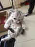 麦富迪猫粮 超肉粒冻干双拼奶糕离乳猫粮呵护免疫 冻干蛋奶2kg 实拍图