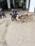 疯狂小狗中大型犬狗粮成幼犬40斤宠物边牧金毛拉布拉多鸡肉燕麦20kg囤货装 实拍图