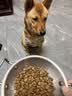 麦富迪狗粮 藻趣儿狗粮成犬粮牛肉螺旋藻 均衡营养15kg/30斤 实拍图