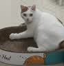 疯狂的主人猫抓板窝巨无霸猫玩具猫爪板猫抓盆不掉屑猫窝碗形圆形瓦楞纸 实拍图