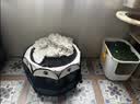 HELLOJOY猫笼子猫窝帐篷家用猫咪产房窝露营隔离生产房待产房猫产窝幼猫笼 实拍图