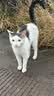 普安特宠物猫咪驱虫药驱虫体内外一体幼成虫跳蚤犬虱非泼罗尼爱滴克套装 实拍图