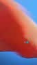 优和（UHOO）2号国旗五星红旗 160*240cm 中国国旗 纳米防水防晒学校户外商场室外道旗国庆节 1面旗帜6192 实拍图