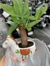 马上发财树小盆栽办公室内桌面绿植招财树植物马年伴手礼小马摆件 胖胖发财树+小马陶瓷盆【送吊牌+铺面石】 实拍图