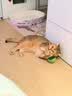 憨憨乐园猫薄荷玩具木天蓼羽毛逗猫棒猫玩具猫咪玩具小猫幼猫自嗨解闷磨牙 实拍图