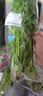 带根香菜100g 实拍图