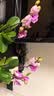 劉閣蘭花兰花盆栽室内客厅花卉绿植蝴蝶 梦蝶带1支花剑配瓷白盆源头直发 实拍图