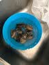 鲜活鲍鱼 40-60g/只 实拍图