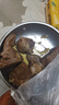 恒都【国产谷饲300天】原切金钱腱 2斤 筋弹肉嫩 肉质纯粹 久炖鲜香 实拍图