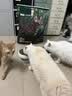 网易严选全价鲜鸡肉猫粮J40 生骨肉无谷主食冻干 成幼猫草本植萃10kg 实拍图