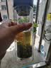 乐品乐茶毛尖茶叶特级明前春茶嫩芽2026新茶礼盒装250g冷泡茶绿茶自己喝 实拍图