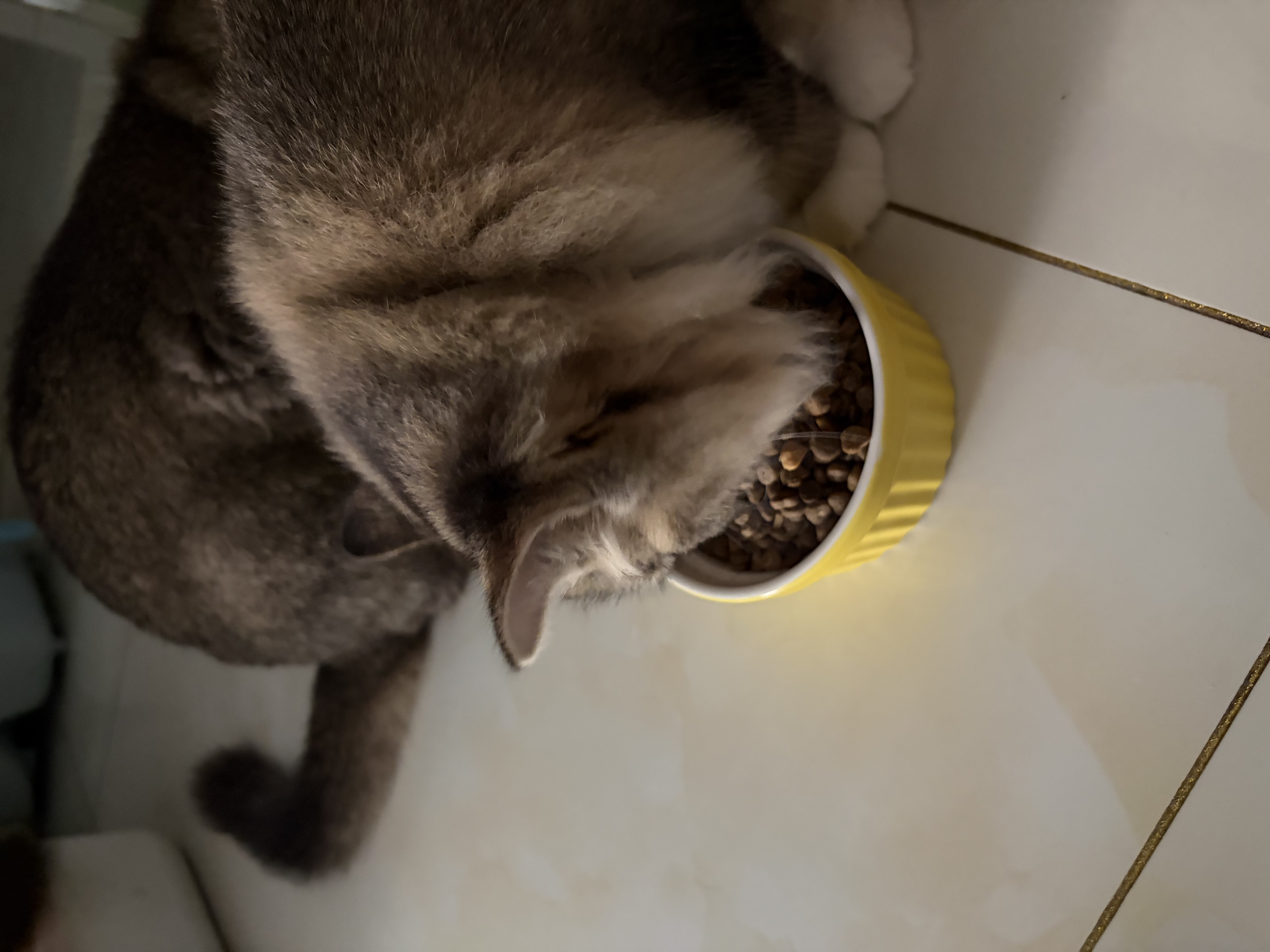 BOTH鲜肉猫粮 乳鸽鸡肉冻干 幼猫成猫全阶段 冻干夹心猫粮2kg 实拍图